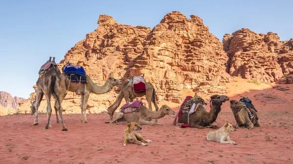 Um grupo de camelos e cães descansando no deserto de Wadi Rum, na Jordânia — Fotografia de Stock
