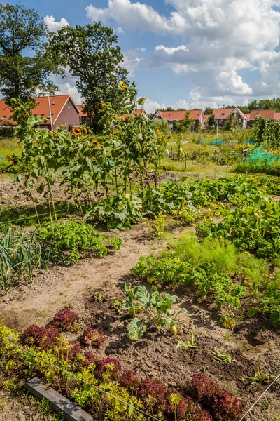 Městské zemědělství: zeleninová zahrada vedle moderní domy v th — Stock fotografie