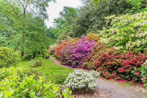 Rhododendron Flowers in a public park — Stock Photo, Image