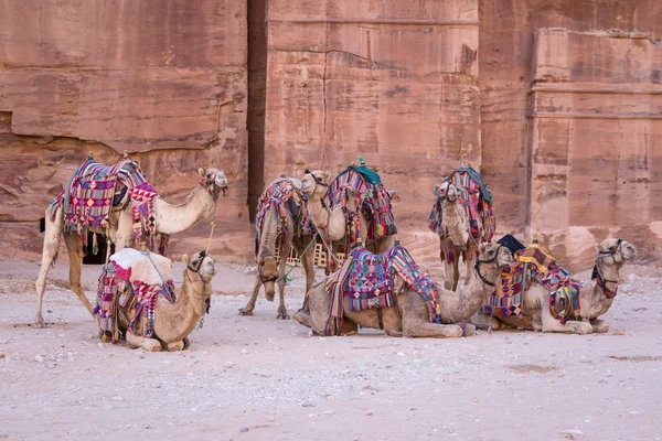 Grupo de camelos na antiga cidade de Petra, na Jordânia — Fotografia de Stock