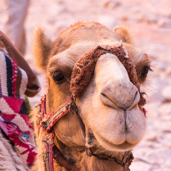 Divertido camello en la antigua ciudad de Petra en Jordania —  Fotos de Stock