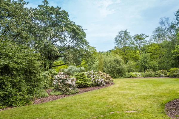 Public park with blooming Rhododendron buches — Stock Photo, Image