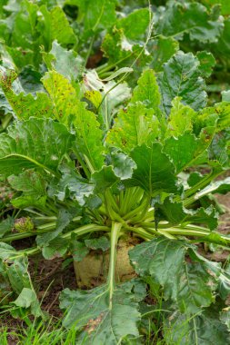 Şeker pancarı tarlası