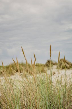 Hollanda 'daki Dunes Wadden Adaları