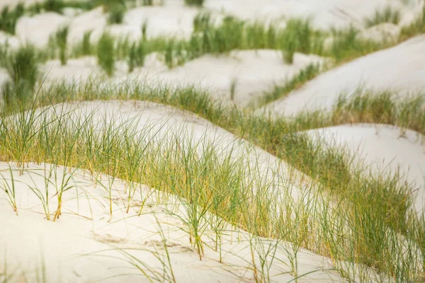 Dunes Wadden Islands Pays-Bas — Photo