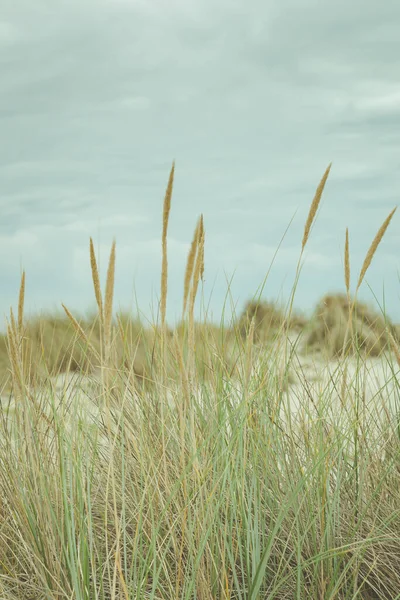 Dunes Wadden群岛荷兰 — 图库照片