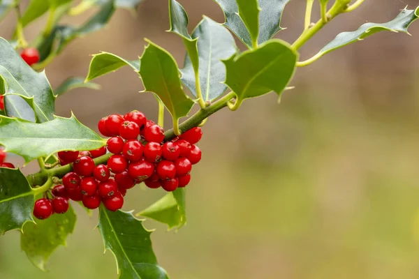 Holly branch with red berries — Stock Photo, Image