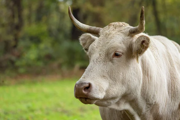 Jersey-Kuh-Porträt — Stockfoto