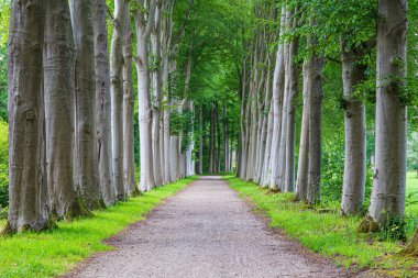Linde ağaçlarıyla emlak girişi