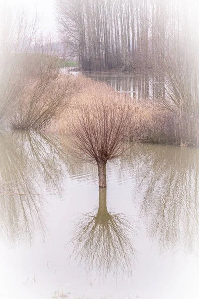 High water floodplains Rhine — Stock Photo, Image