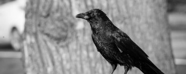 Şehirdeki Blakcbird