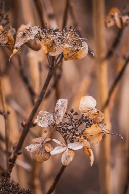 Bahçede kurumuş çiçekler