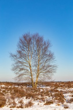 Kar Ulusal Parkı Veluwe Hollanda