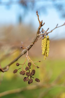 Blooming hazel tree branches during spring season