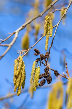 Blooming hazel tree branches during spring season