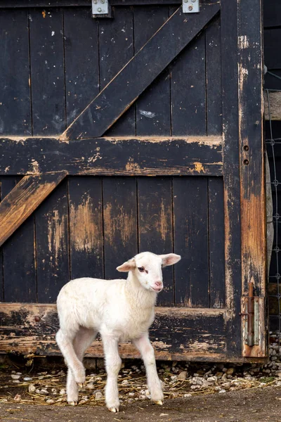 Nyfödd holländsk lamm framför ett fårskjul — Stockfoto