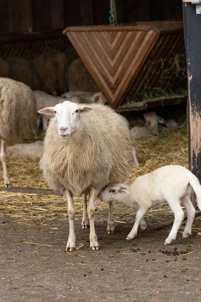 Flock av får framför en fårlada i Nederländerna — Stockfoto