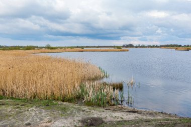 Hollanda 'daki Doğa Parkı Blauwestad Groningen