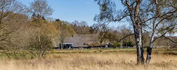 Natuurgebied Dwingelderveld in Drenthe in Nederland — Stockfoto