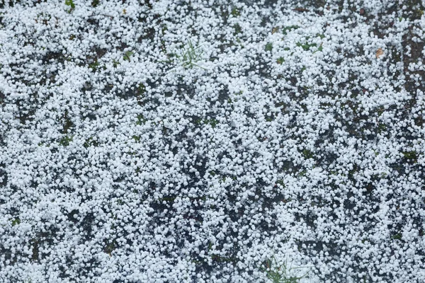 Hell dig efter en isstorm på gatan — Stockfoto