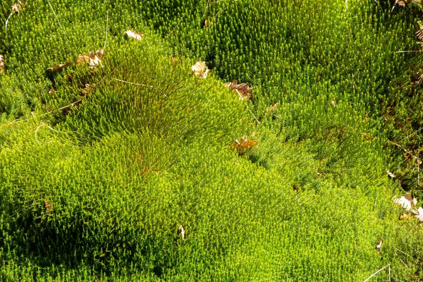 Mnium hornum o muschio stellato nella foresta — Foto Stock