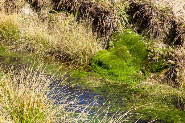 Vala natural ith variedade de plantas e musgo — Fotografia de Stock