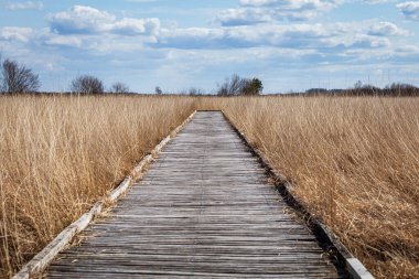 Hollanda 'daki Nature Park Fochteloerveen