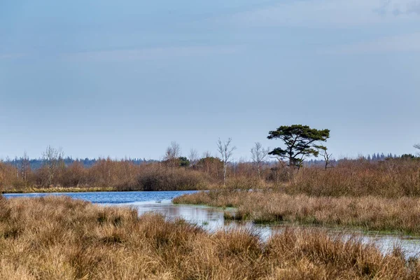 Natuurpark Fochteloerveen in Nederland — Stockfoto