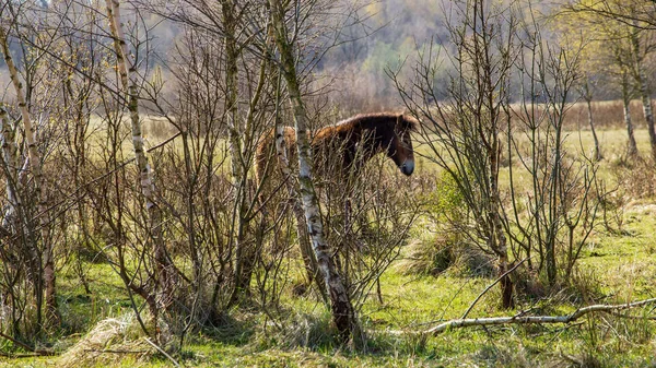 Pferde Naturpark Fochteloerveen in den Niederlanden — Stockfoto