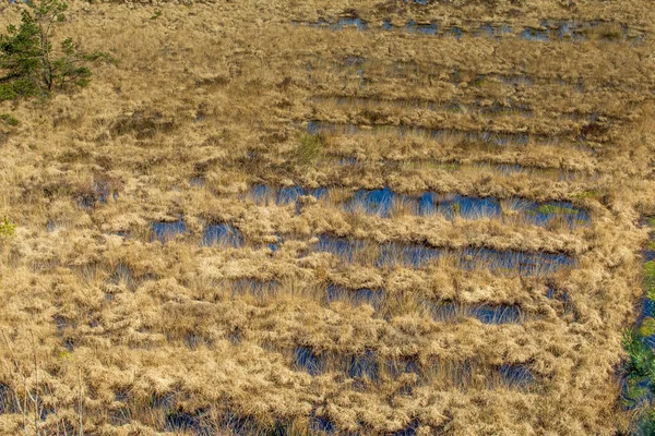 Parco naturale Fochteloerveen nei Paesi Bassi — Foto Stock