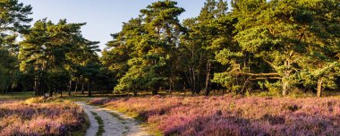 Hollanda 'daki Naturepark' ta çiçek açan fundalık