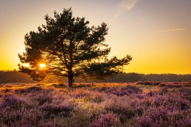 Hollanda 'daki Naturepark' ta çiçek açan fundalık