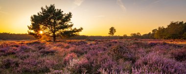 Hollanda 'daki Naturepark' ta çiçek açan fundalık