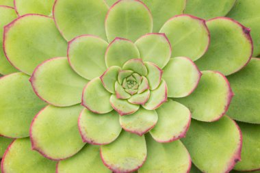 sempervivum bitkisi