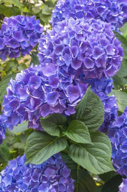 HORTENSIA