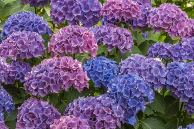 HORTENSIA