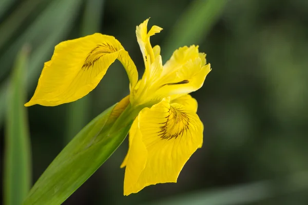 Iris pseudacorus — Foto Stock