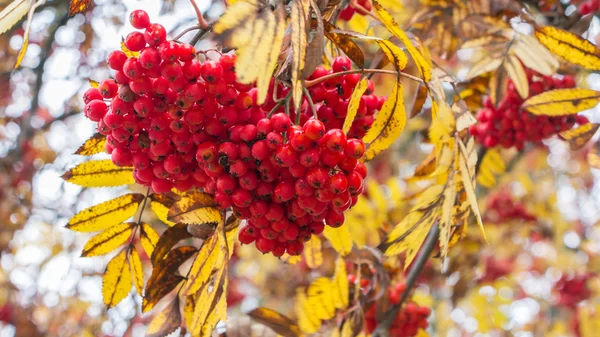 Zweig mit den Beeren der Esche — Stockfoto