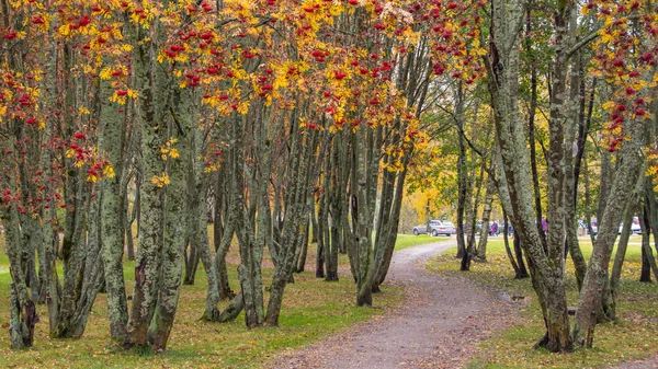 Pad door rowan berry bomen in een openbaar park in Seinajoki, Finland — Stockfoto