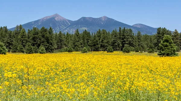 Farmfield with yellow flowers — Stock Photo, Image