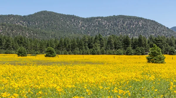 Farmfield με κίτρινα λουλούδια — Φωτογραφία Αρχείου