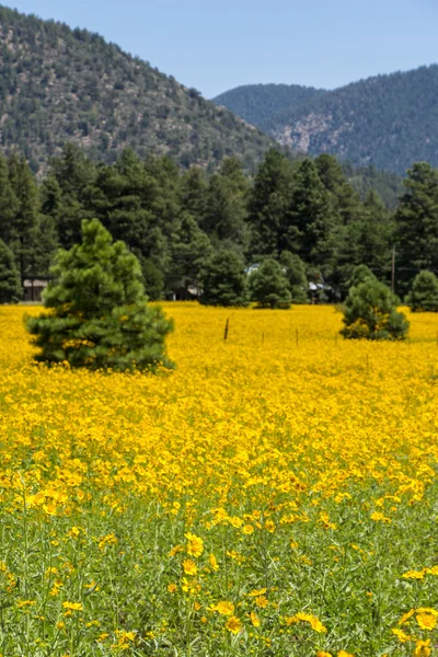 Farmfield met gele bloemen — Stockfoto