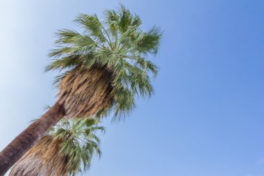 Palm Springs bizi palmiye ağaçlarında