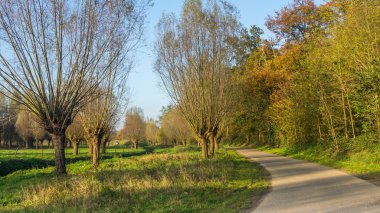 Hollandalı willow manzara