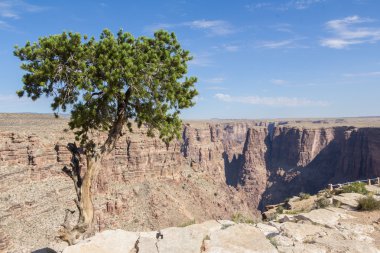 Arizona 'da bir kanyonun kenarında mavi gökyüzüne karşı yapayalnız bir ağaç.,