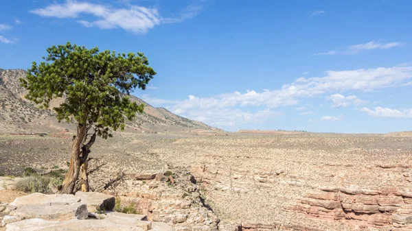 Árbol solitario contra el cielo azul en el borde de un cañón en Arizona , — Foto de Stock
