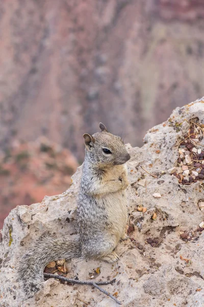 Ardilla en el mirador del gran cañón — Foto de Stock