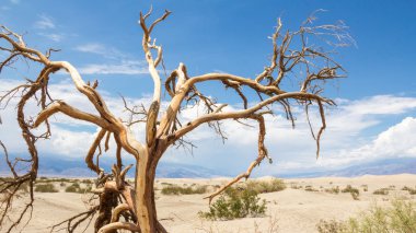 Death trees in Death Valley National Park clipart