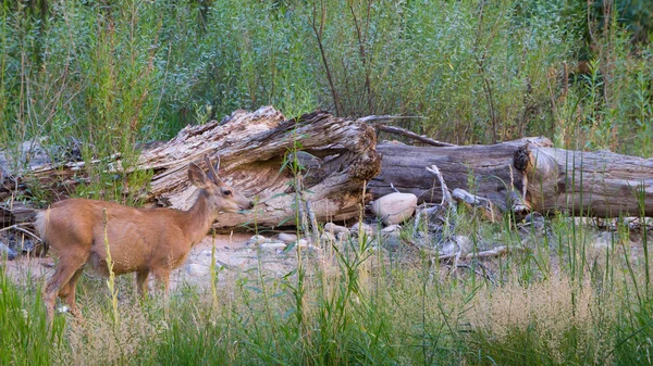 Jeleni v Zion národní Park Utak nás — Stock fotografie