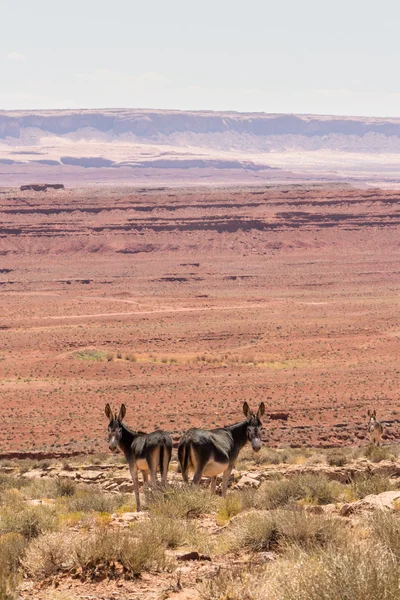 Вид з повітря на пустелі пам'ятної долини — стокове фото